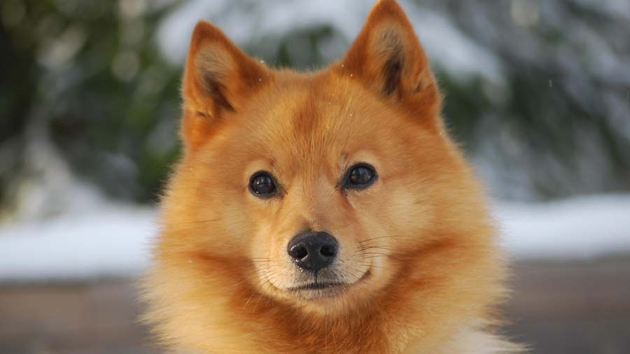 Finnish Lapphund