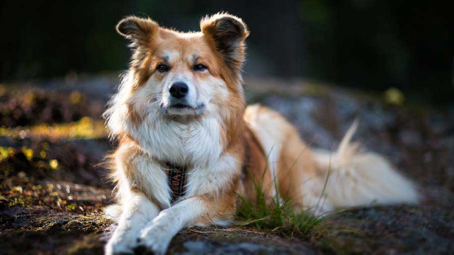 icelandic sheep dog