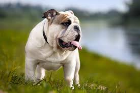 bulldog